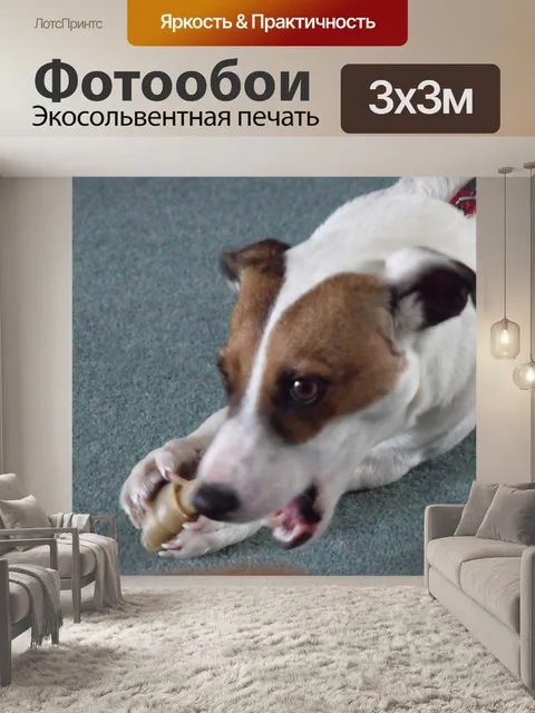 Фотообои Собака с костью
