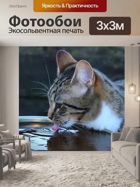 Фотообои Кот
