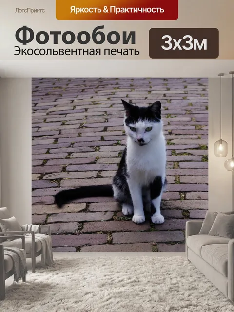 Фотообои Кошка на улице