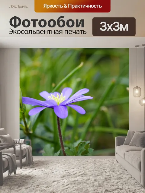 Фотообои Синий цвет анемона