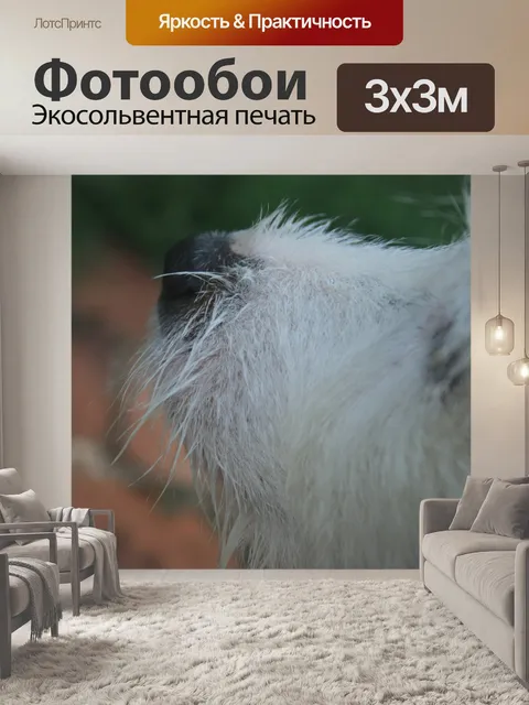 Фотообои нос белой собакой