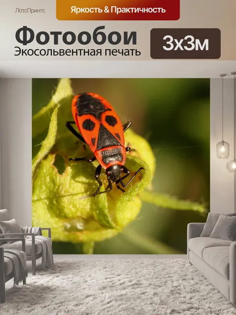 Фотообои Жук