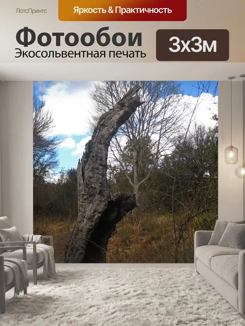 Фотообои Мертвые остатки старого ствола дерева