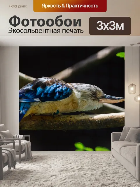 Фотообои Синяя крылатая кукабарра