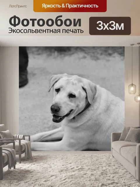 Фотообои Лабрадорная собака, лежащая