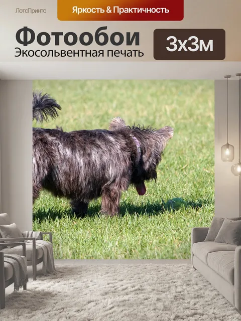Фотообои Керн терьер собака