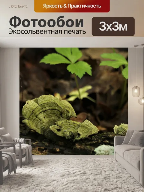 Фотообои Грибок из зеленого хвоста индейки на бре