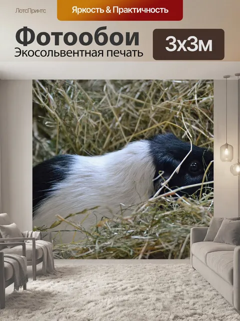 Фотообои Морская свинка