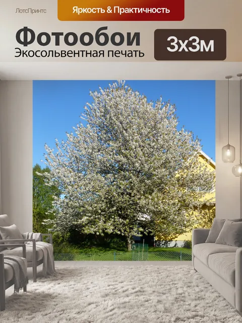 Фотообои Цветение вишни
