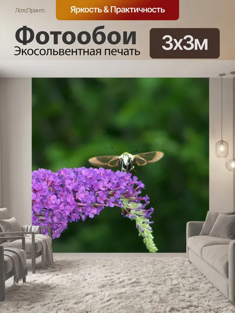 Фотообои Колибри