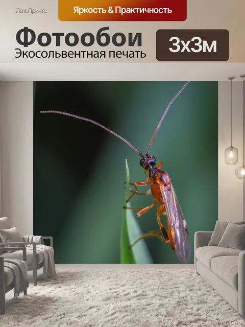 Фотообои Насекомое