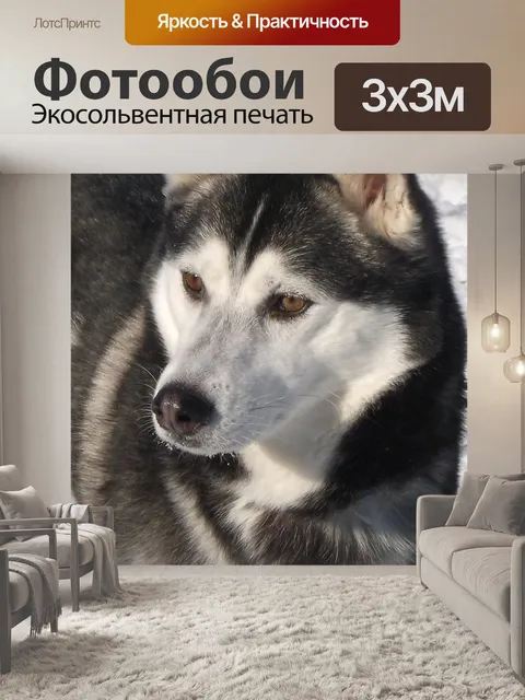 Фотообои Хаски