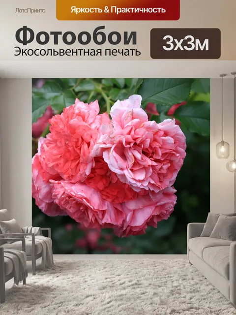 Фотообои Розы