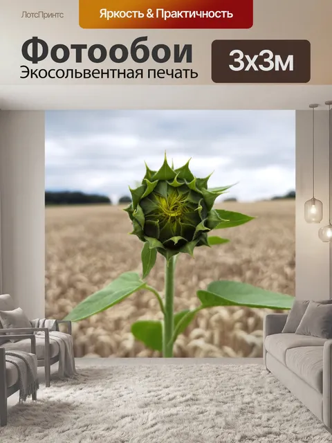Фотообои Подсолнечник