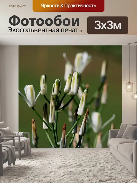 Фотообои зеленые и белые бутоны и цветы