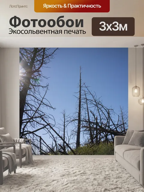 Фотообои Обуглившиеся Деревья из National Forest
