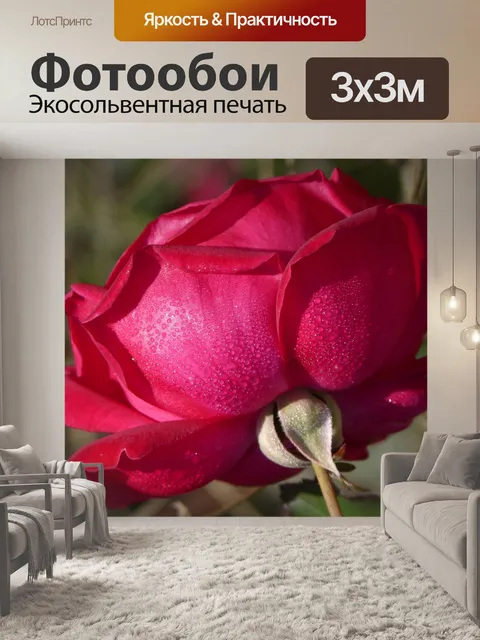 Фотообои Роза