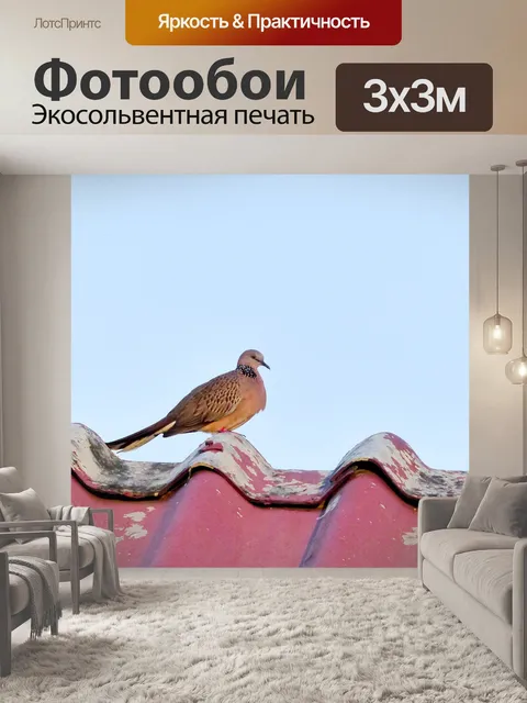Фотообои Голубь