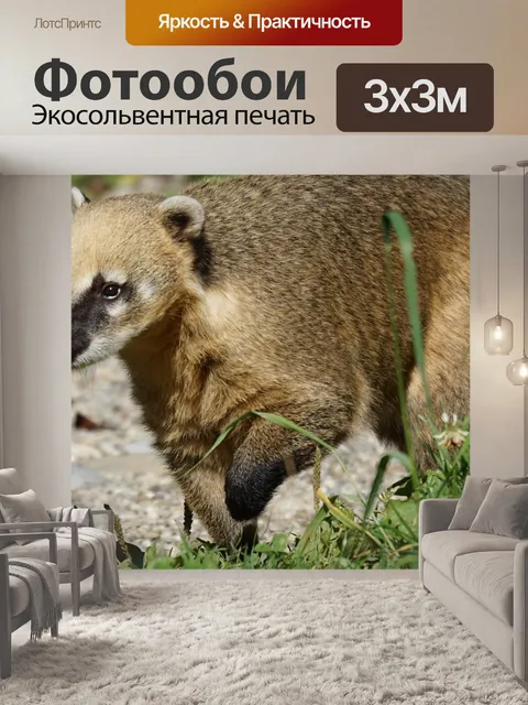 Фотообои Коати