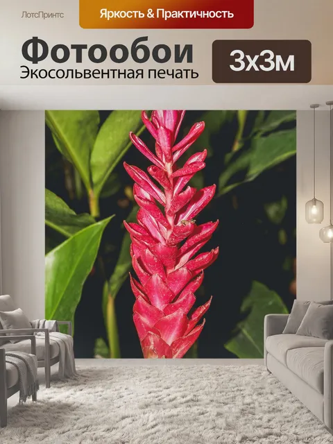 Фотообои Цветок орхидеи