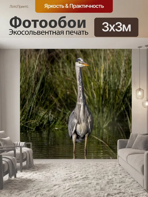 Фотообои Серая цапля