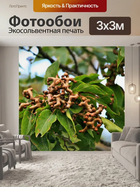 Фотообои японский изюм фрукты
