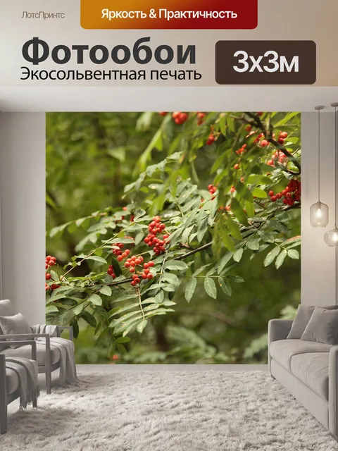 Фотообои Гроздья рябины