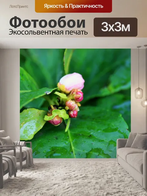 Фотообои мокрой лимона листья деревьев и цвести