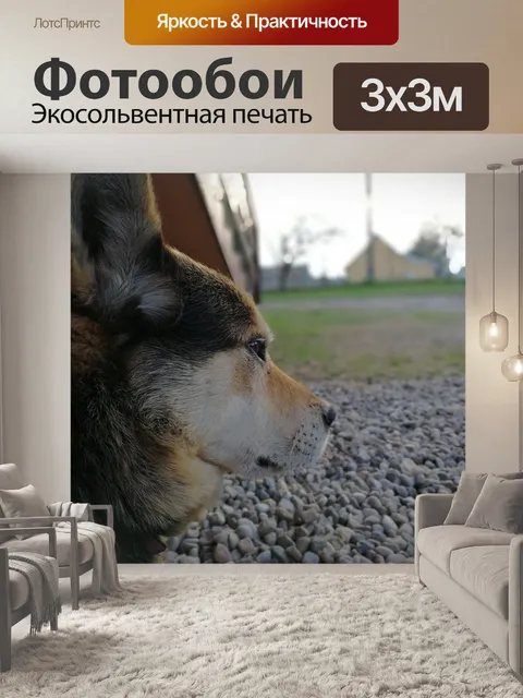 Фотообои Собака