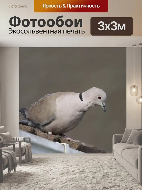 Фотообои Голубь