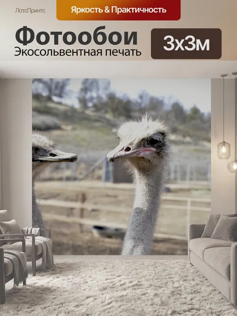 Фотообои Два страуса Руководители