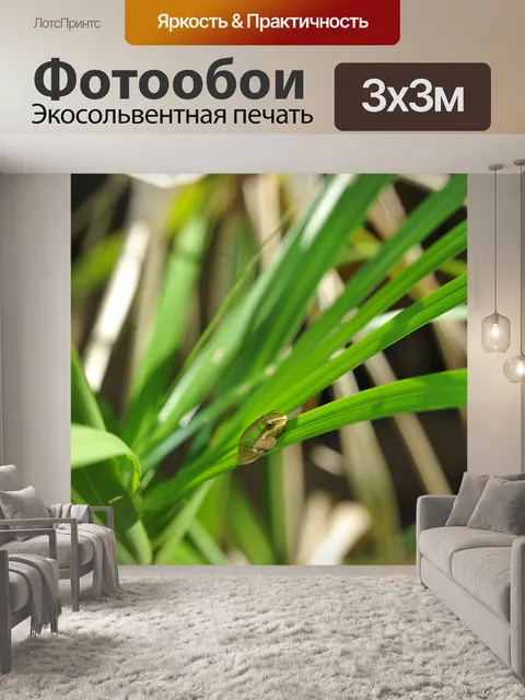Фотообои Зеленая древесная лягушка