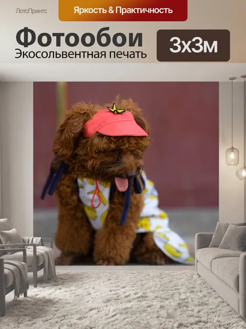 Фотообои Собака