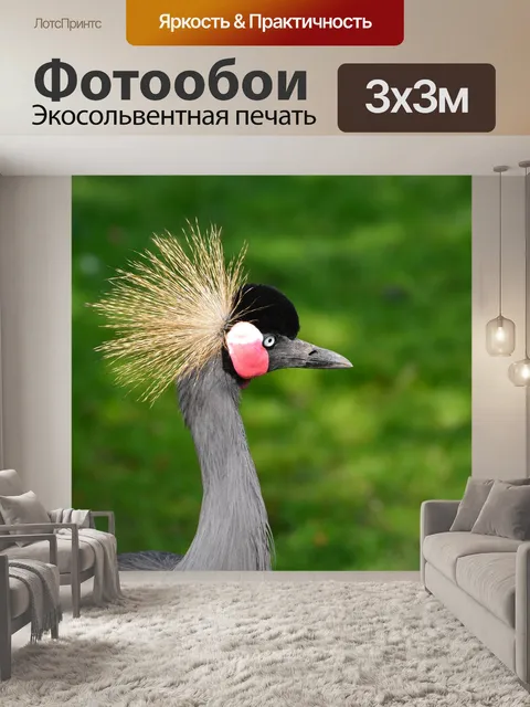 Фотообои Серый венценосный журавль