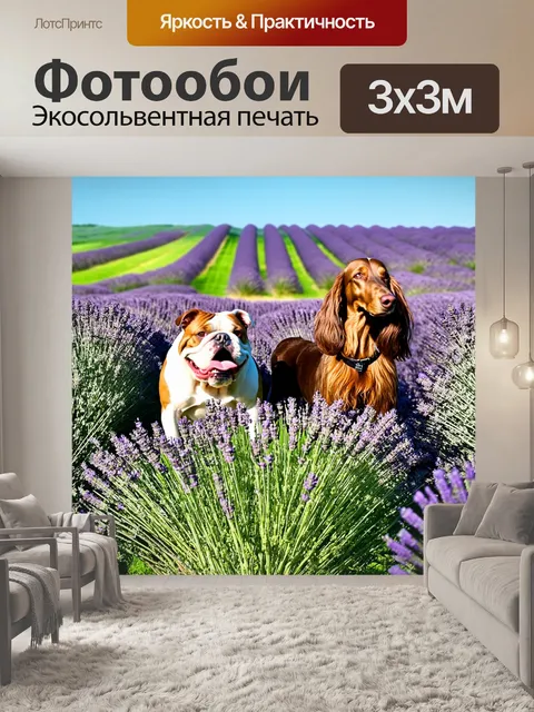 Фотообои в зарослях лаванды в провансальском поле, бульдог и афон наслаждаются свежим воздухом