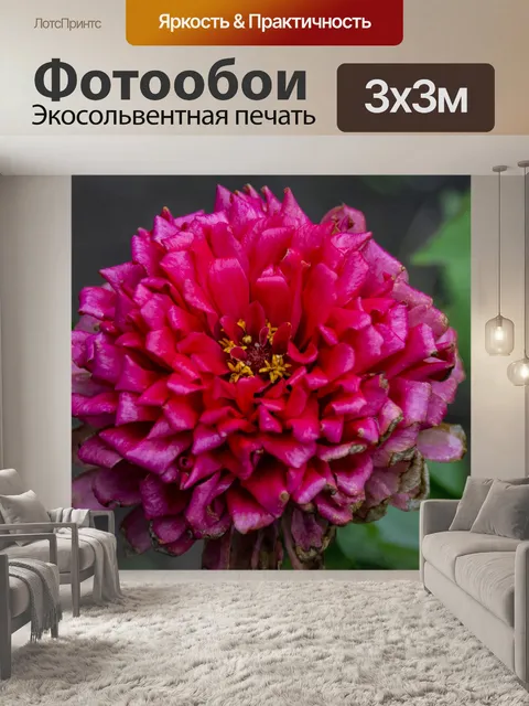 Фотообои розовая цинния