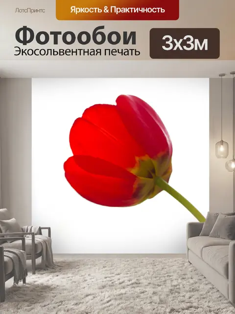 Фотообои Красный тюльпан