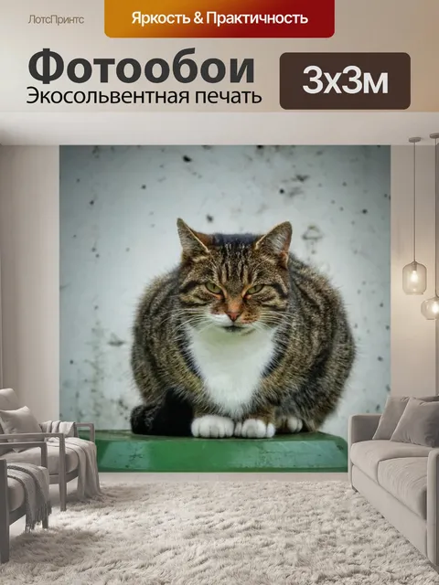 Фотообои Кот