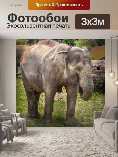 Фотообои слон
