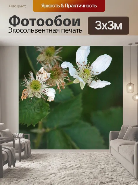 Фотообои белый кустарник кустарника