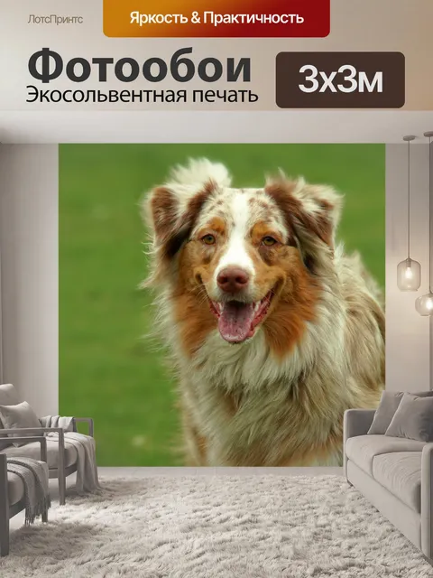 Фотообои Австралийская овчарка Волк