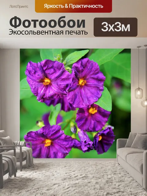 Фотообои фиолетовый картофель куст цветов