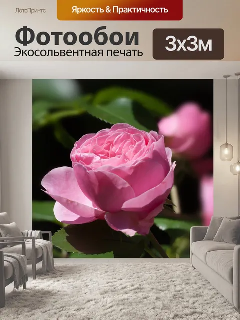 Фотообои Роза