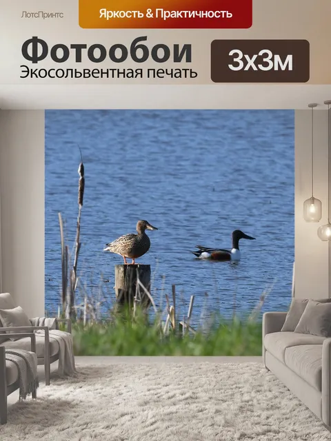 Фотообои Птицы