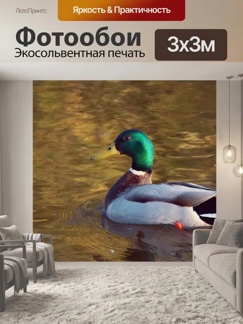 Фотообои Озеро селезня кряквы
