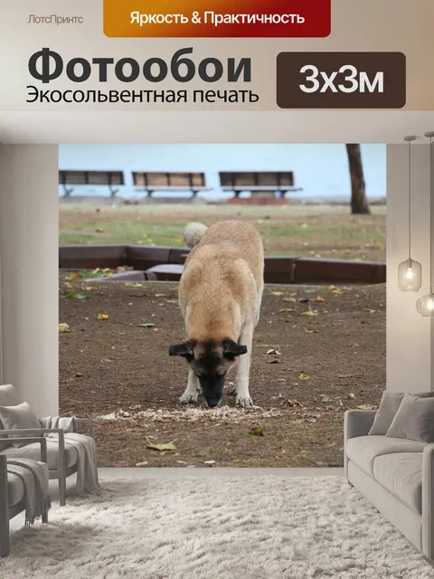 Фотообои Собака