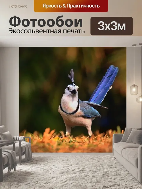 Фотообои Сорока