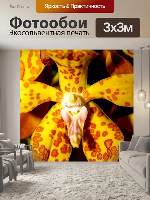 Фотообои Цветок орхидеи
