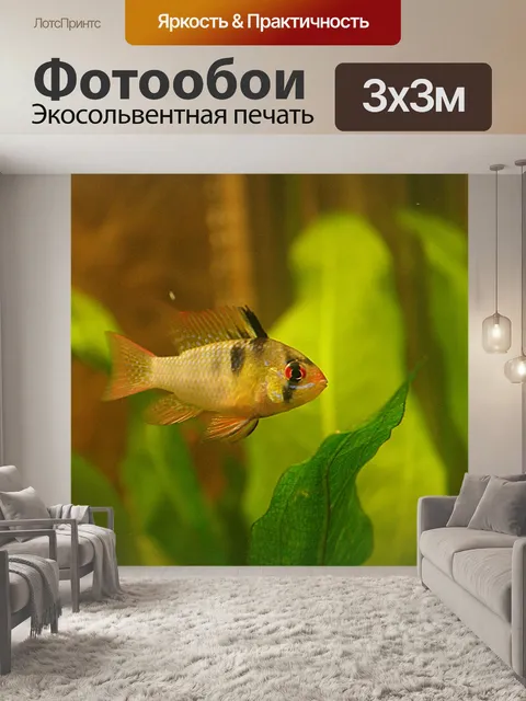 Фотообои Рыбы