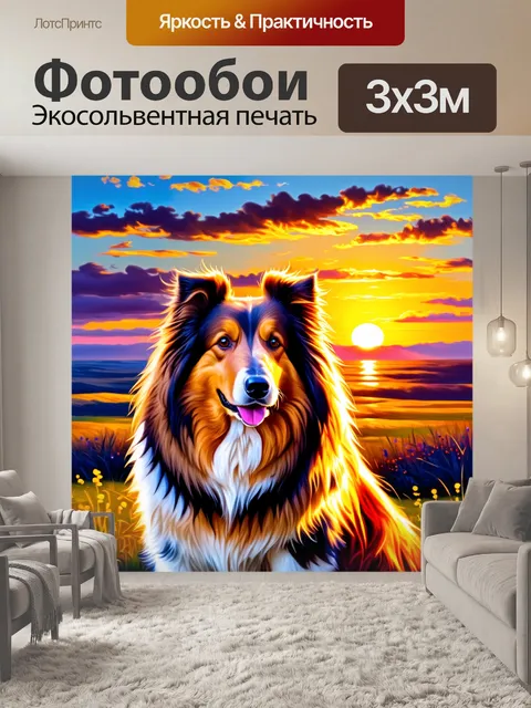 Фотообои на фоне живописного заката колли внимательно наблюдает за горизонтом